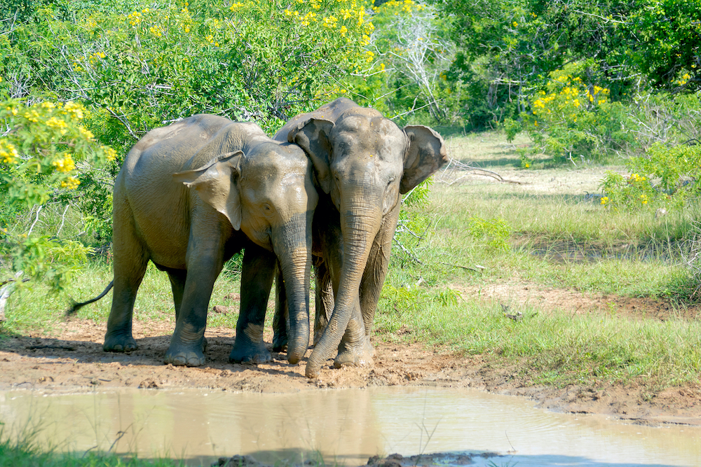 Sri Lanka