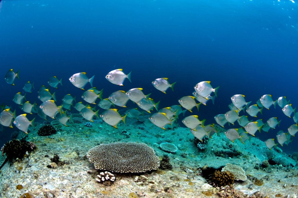 Seychelles Volontariato