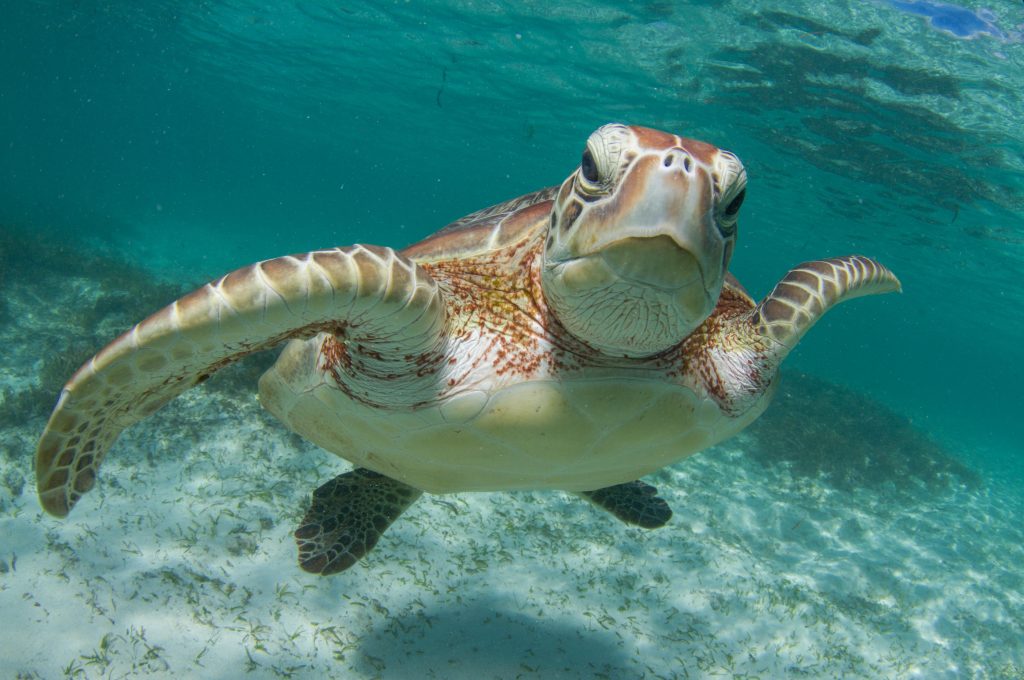 Seychelles Volontariato