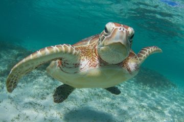 Seychelles Volontariato