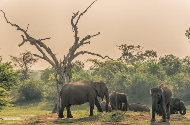 Sri Lanka