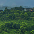 Tè Pu'er