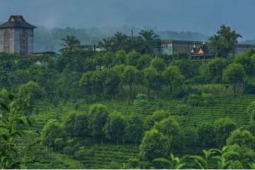 Tè Pu'er